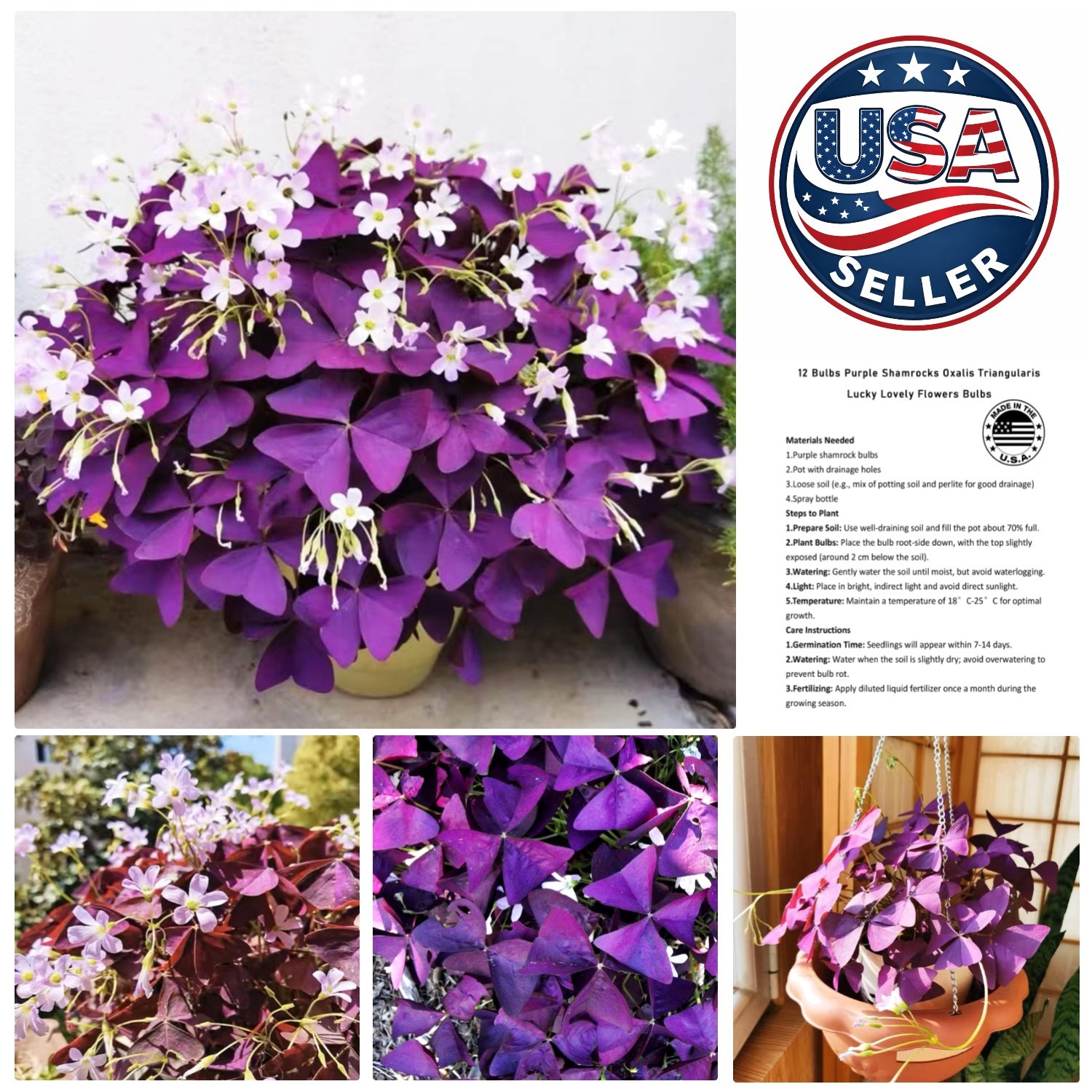 Lucky Purple Shamrocks Bulbs – 12+ GMO-Free, Easy Growing for Home Gardens