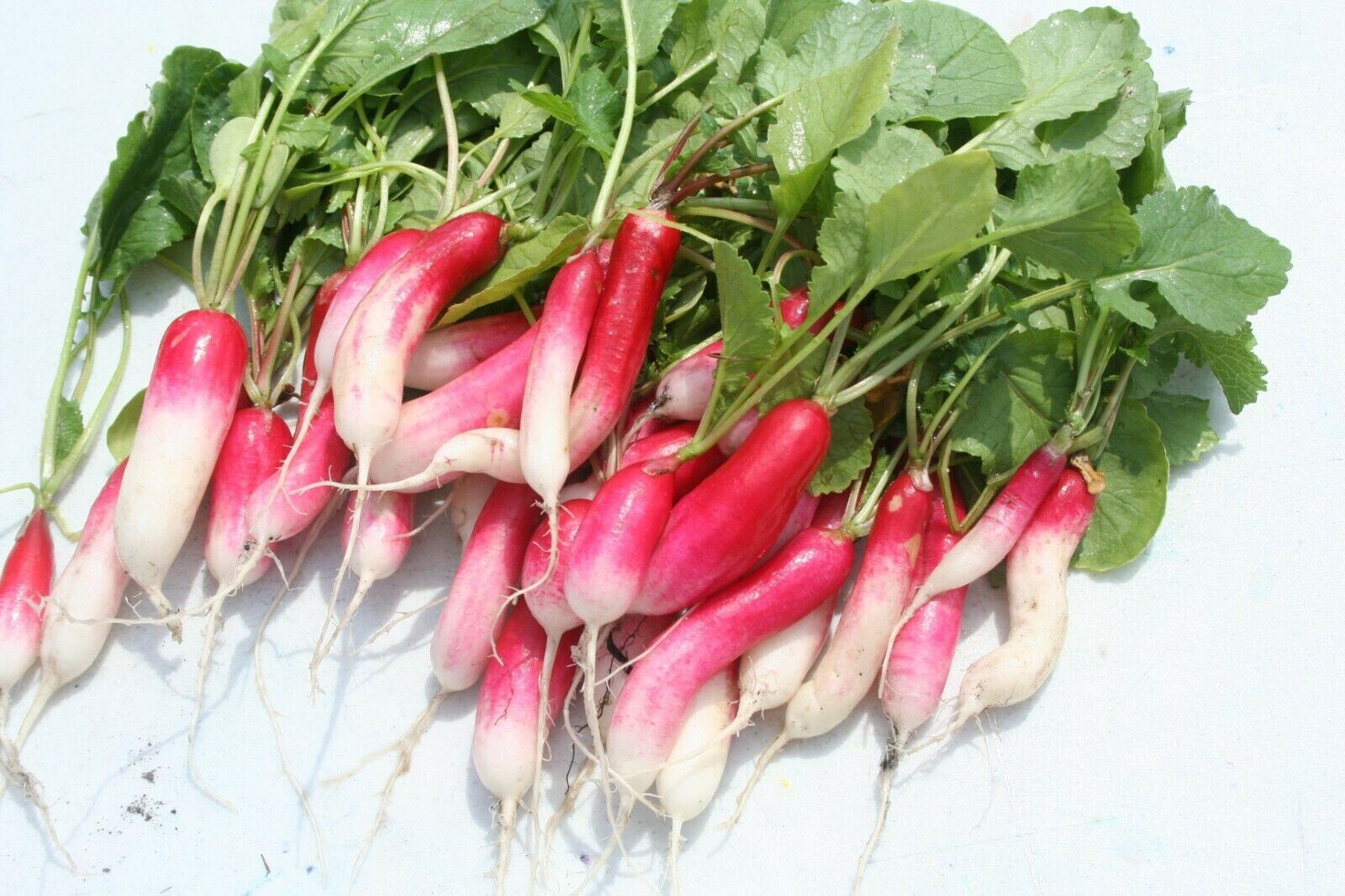 100+ CHINA ROSE SPROUTING RADISH SEEDS FRESH FOR GARDENS