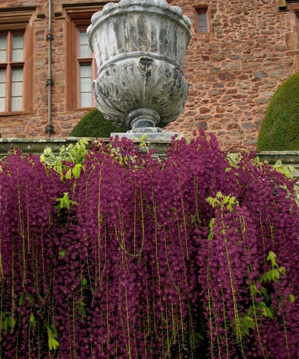 5 Wisteria Seeds Vine Climbing Flower Perennial Flowers US SELLER “Black Dragon”