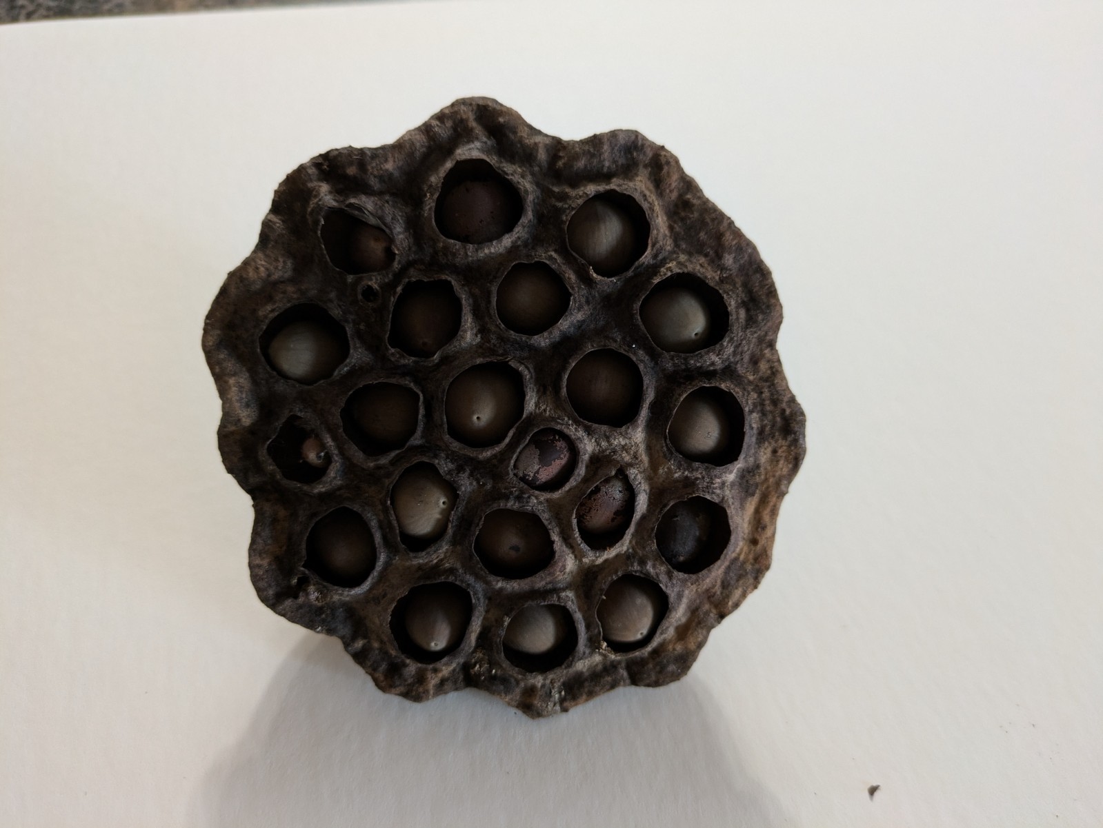 19 fresh lotus seeds (Nelumbo lutea), to grow in your pond, native