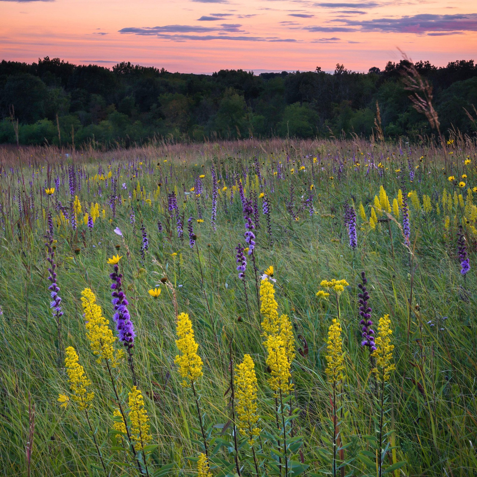 Showy Goldenrod Seeds (Solidago speciosa) ~Herb Native Pollinator Garden