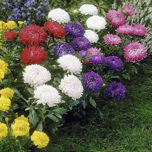 50 Seeds ASTER MILADY MIX Callistephus Dwarf, 10” tall, 3” flowers, fresh
