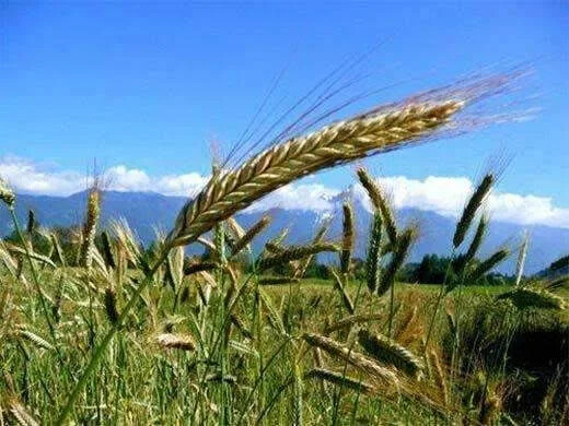 Trical 342 Triticale Seed