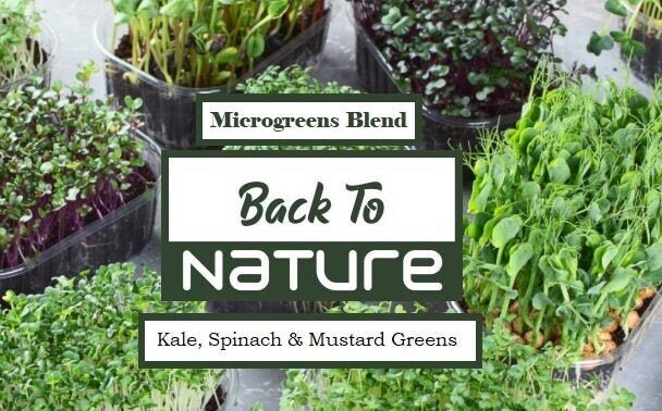 Kale, Spinach, Mustard Green Microgreen Seed Blend – Organic Seeds – Non Gmo