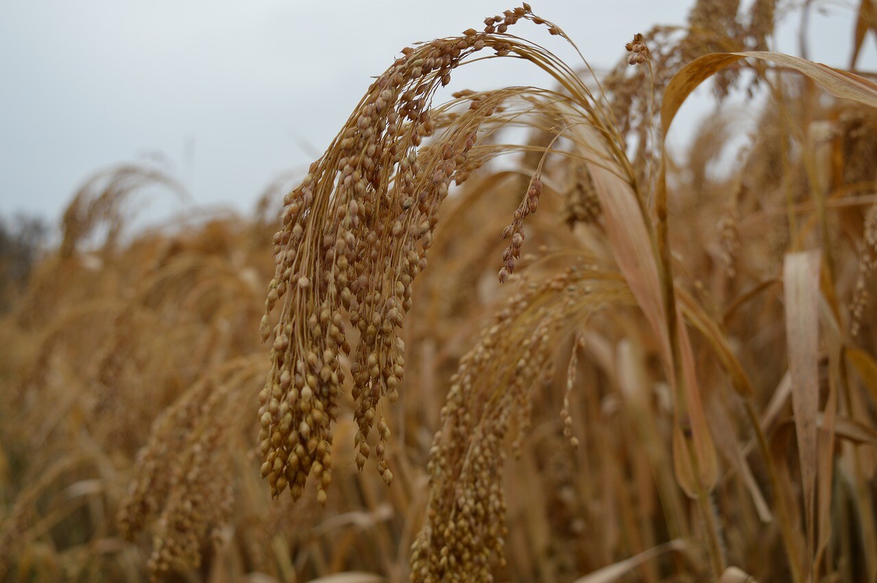 Brown Top Millet Seeds – Fast Growing, Drought Tolerant, Excellent Wildlife Food