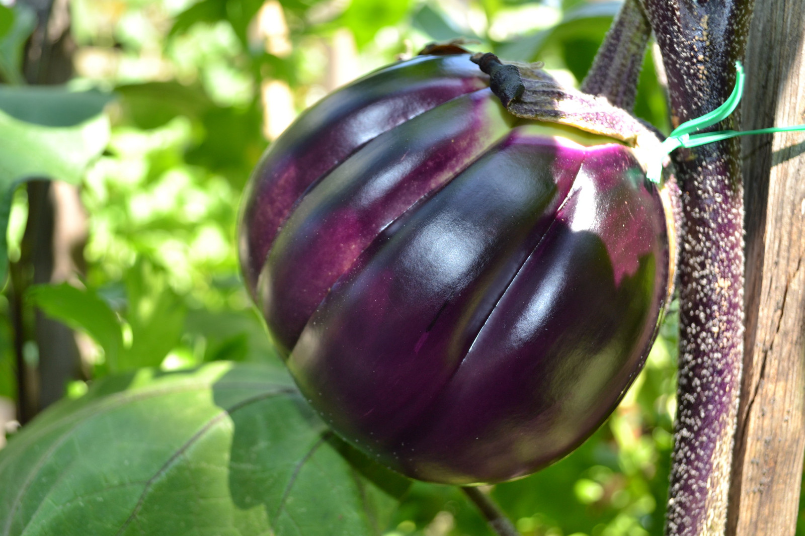 RARE✿ Heirloom Italian Prosperosa Eggplant 15+ Seeds ●Tasty No Bitterness