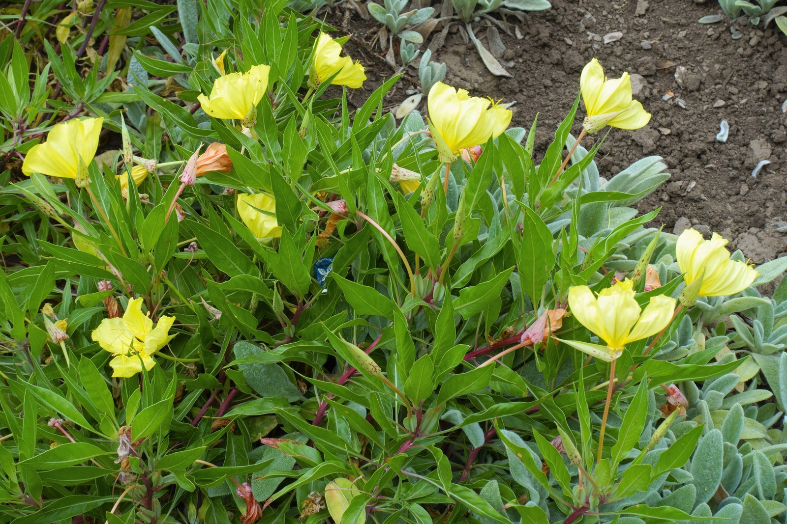 150 DWARF EVENING PRIMROSE Missouri Ozark Sundrops Oenothera Yellow Flower Seeds