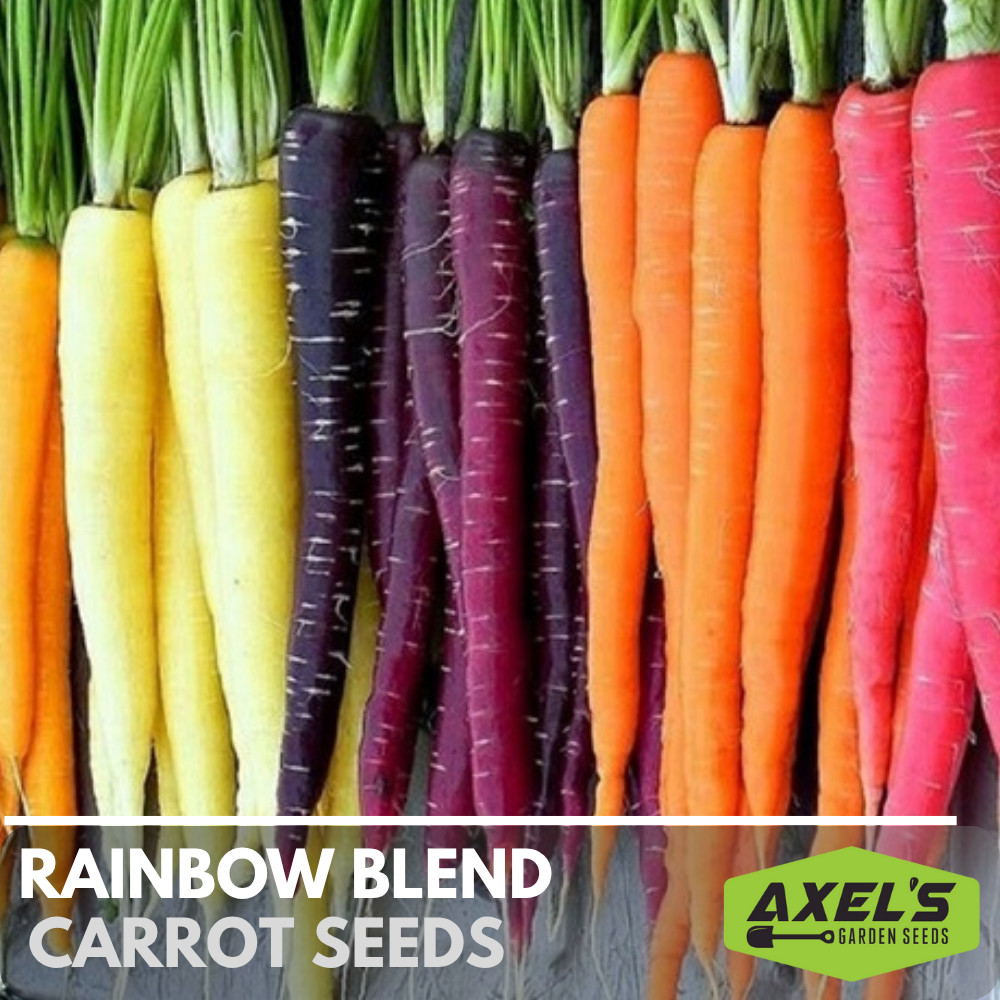 Heirloom Rainbow Carrot Seeds Vegetable Heirloom Non-GMO Seeds