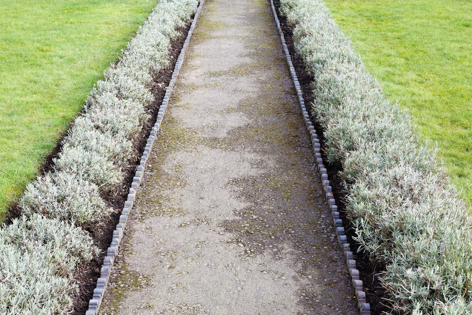20 DWARF MUNSTEAD LAVENDER English Lavandula Angustifolia Flower Herb Seeds