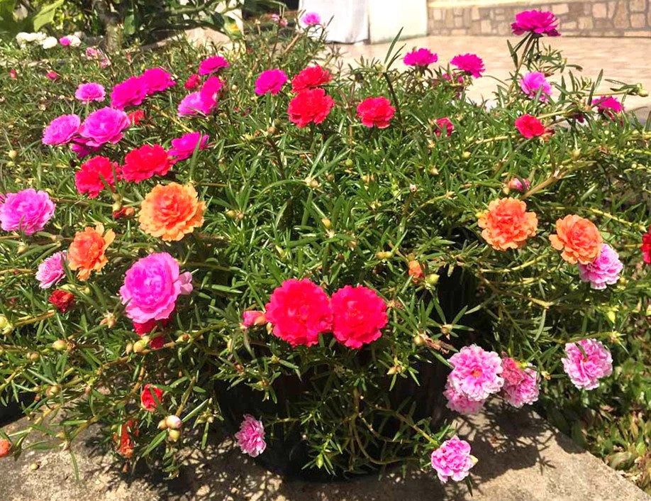 Double Mix Moss Rose Succulent Seeds – For 2025 Planting Flowering Succulent