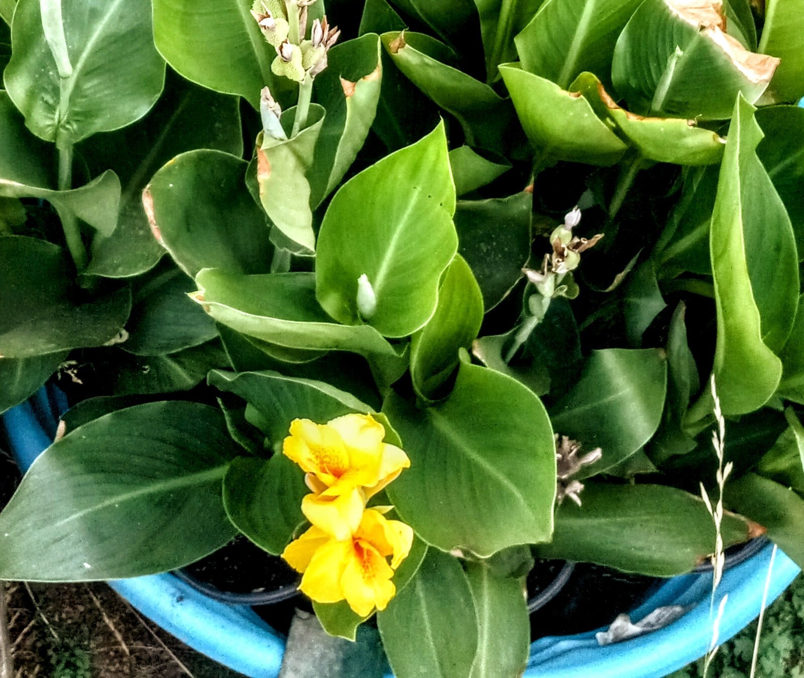 8 Canna Bulbs w/Roots FRESHLY DUG PLANTS Yellow Flowers w/Red Speckled Throats
