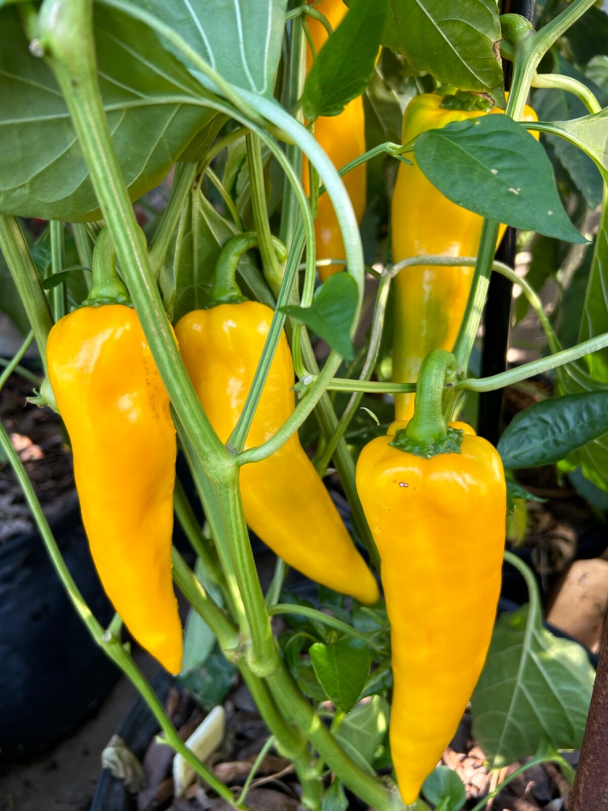 30+ Golden Marconi Pepper Seeds Sweet NON GMO