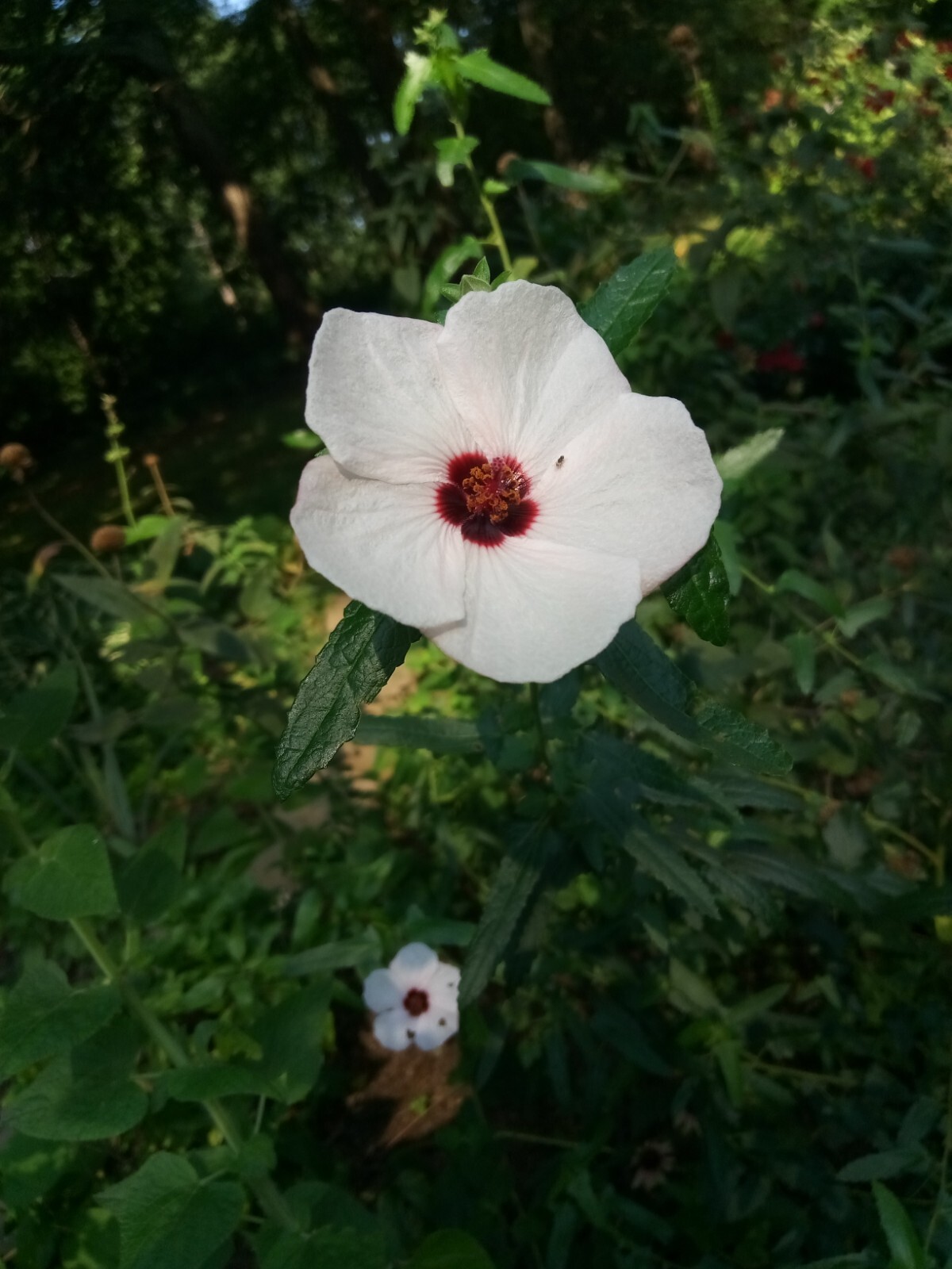 25 Light pink Swamp Rose Mallow Hibiscus Seeds.Medium size Flowers.Maroon Center