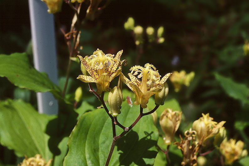 Tricyrtis puberula JAPANESE TOAD LILY Seeds!