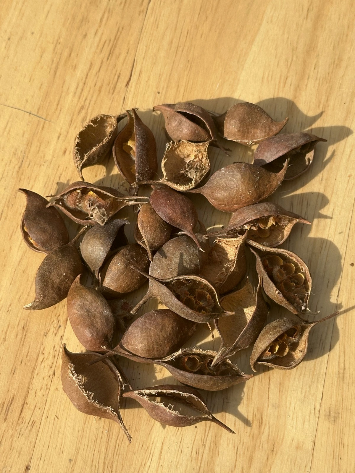 25Pcs Brachychiton Rupestris | Queensland Bottle Tree Pods for Art / No Seeds