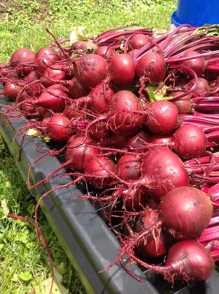 BEET Ruby Queen 200 NON – HYBRID NON – GMO Seeds Open Pollinated Heirloom