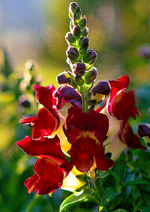 SNAPDRAGON NIGHT AND DAY 200 SEEDS DEEP-RED WITH A WHITE THROAT.