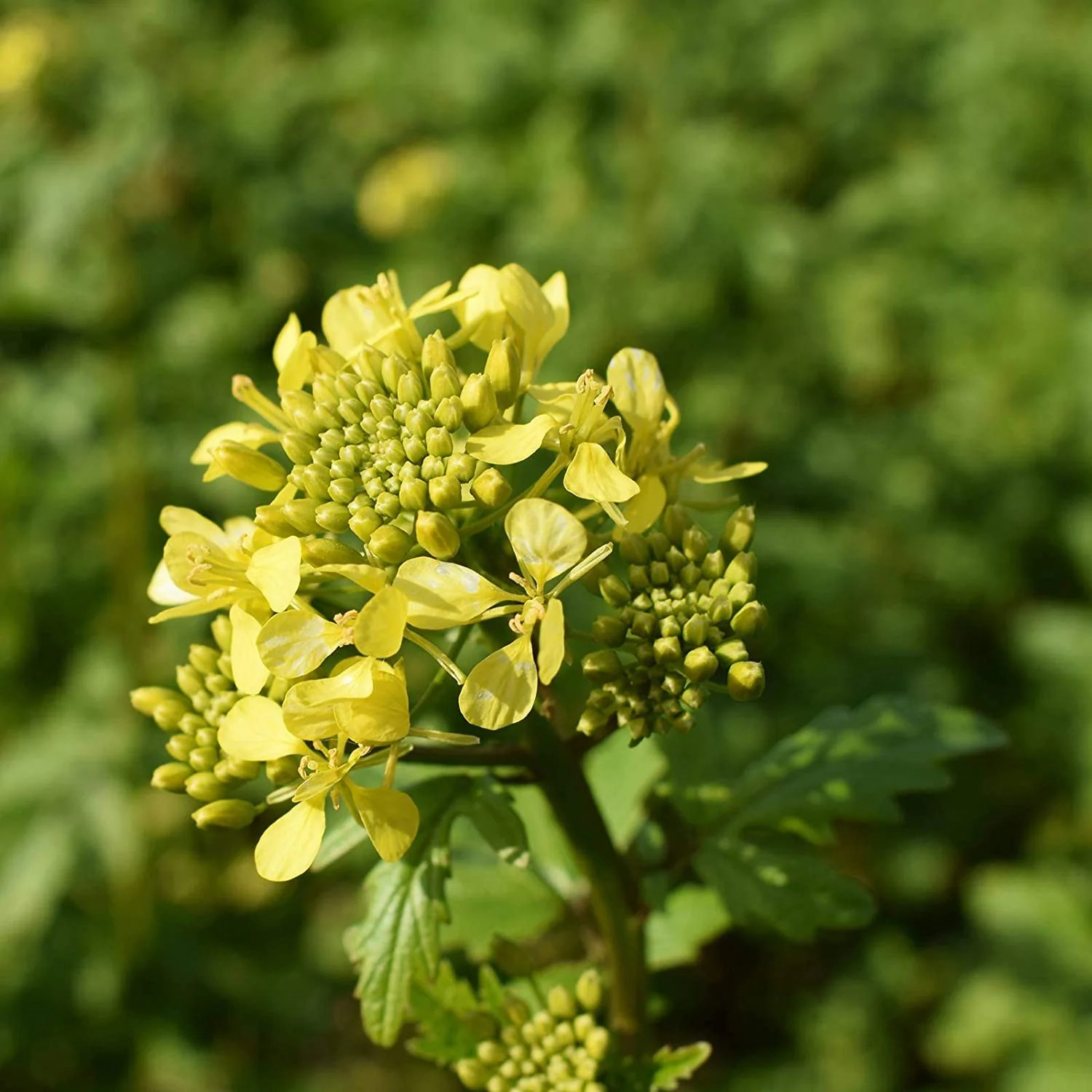 Spicy Brown Mustard Greens Seeds | Brassica Lettuce Collards Green Seed 2024