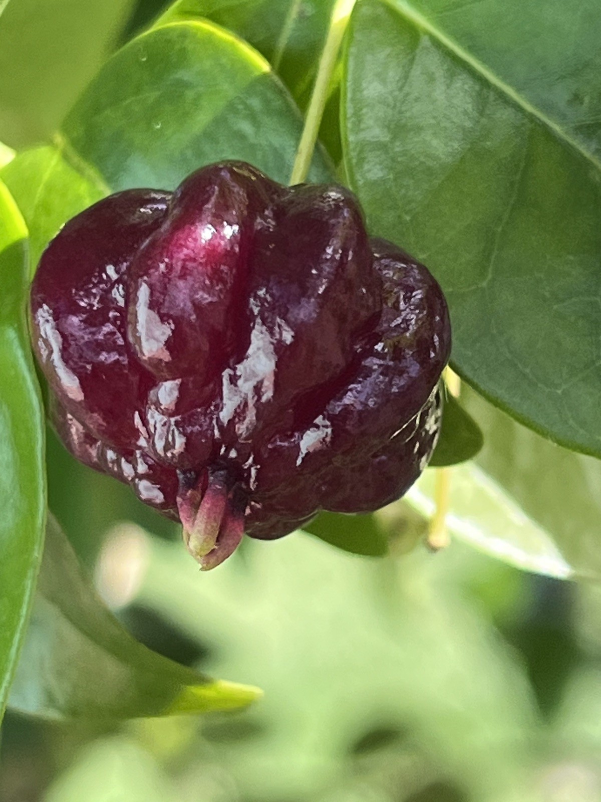 20 FRESH BLACK SURINAM CHERRY SEEDS – UNIFLORA – BEST SELLER!