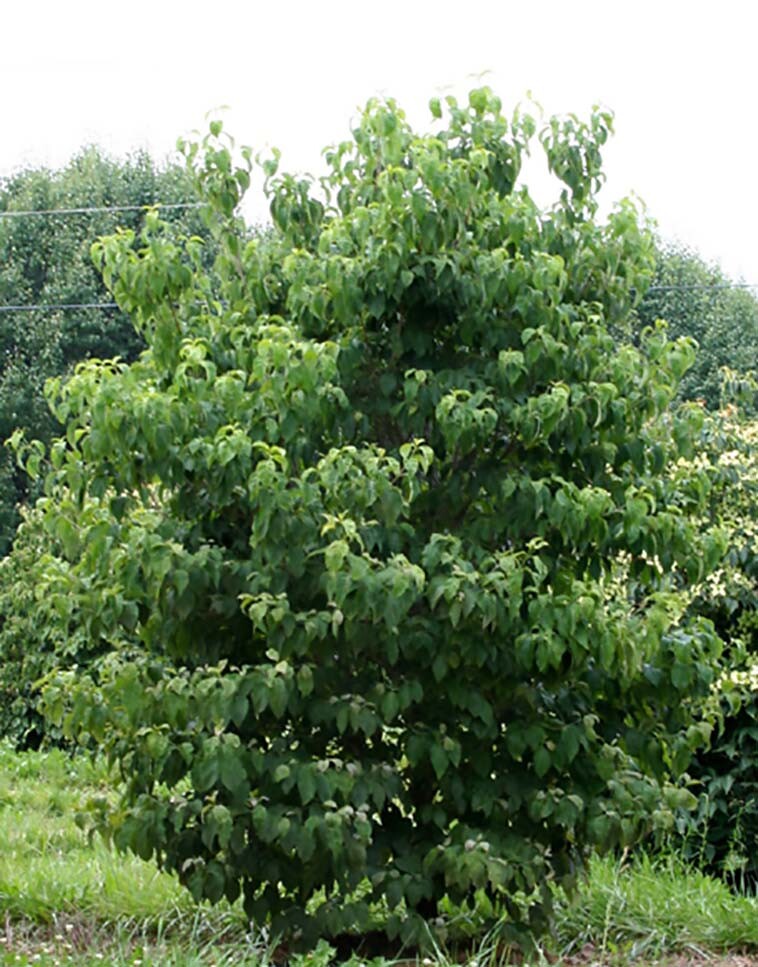 Red Flowering Dogwood, Cornus florida rubra, Tree Seeds (Showy Flowers, Hardy)