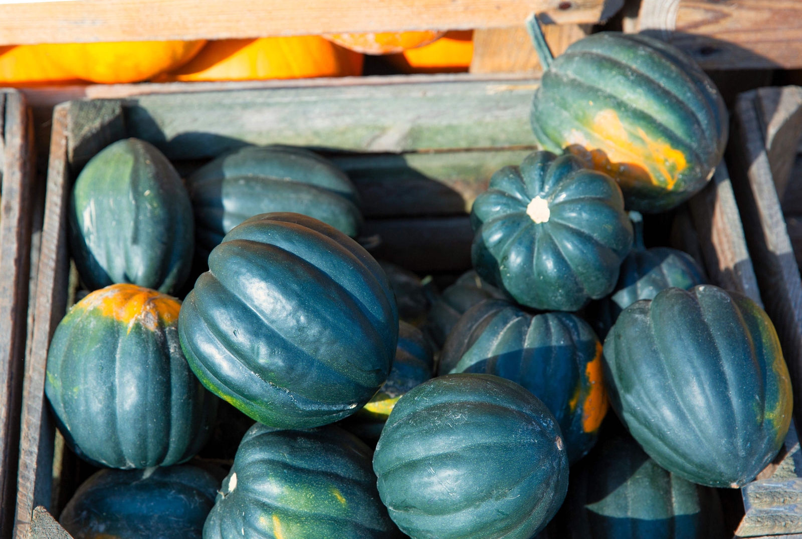 50 TABLE KING ACORN SQUASH Winter or Summer Cucurbita Maxima Vegetable Seeds