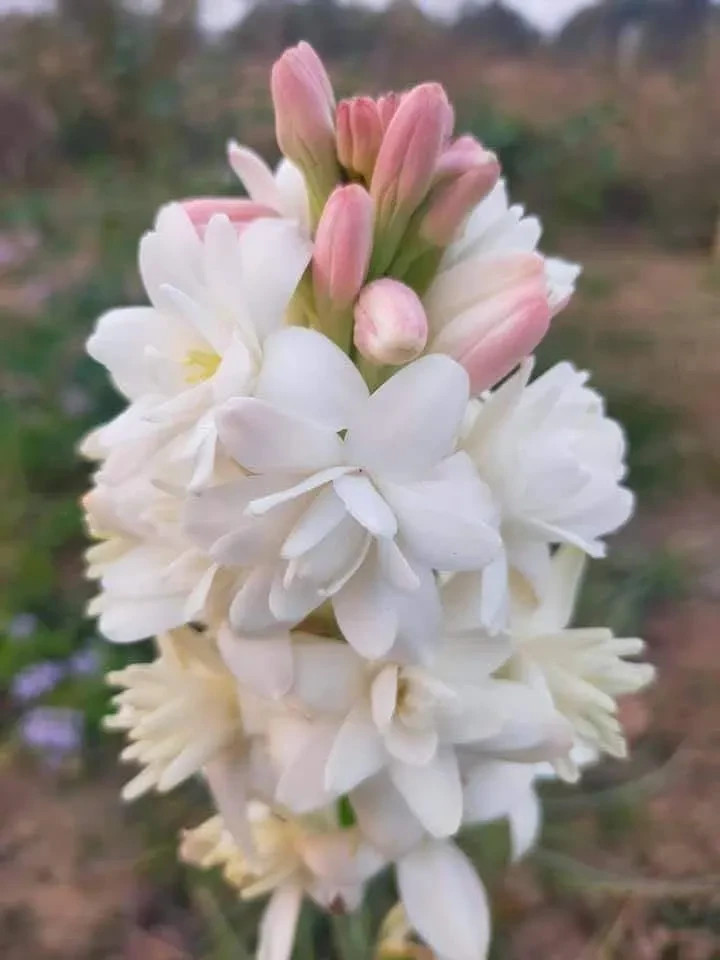 3 New! Large Double White Mexican Tuberose Polianthes Lily Fragrant