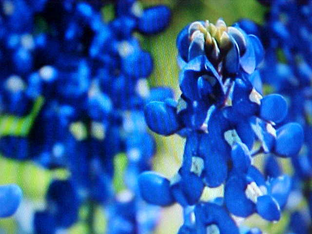 200 SEEDS FAVORITE TEXAS BLUE BONNET DWARF BLUE FLOWER PERENNIAL RE-SEED IT SELF