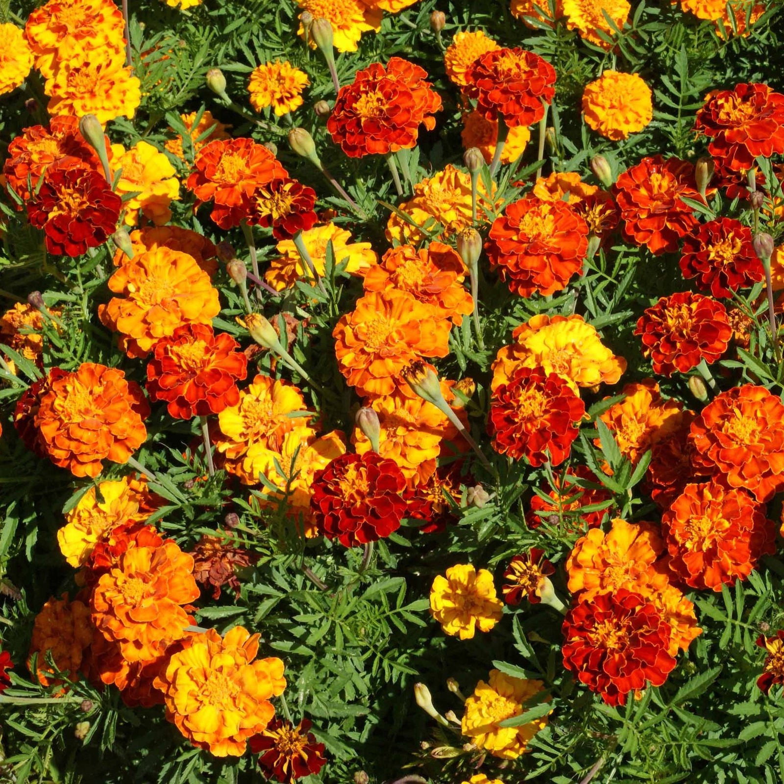 French Marigold Seeds Mix 1000 Pcs Annual, Compact, Heat & Drought Tolerant …