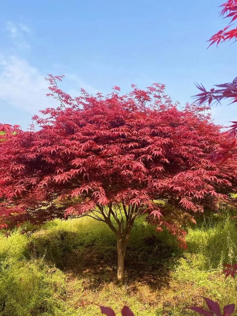 75 pcs Red Maple Tree Seeds for Planting. Acer Rubrum, Swamp Maple Tree Seeds