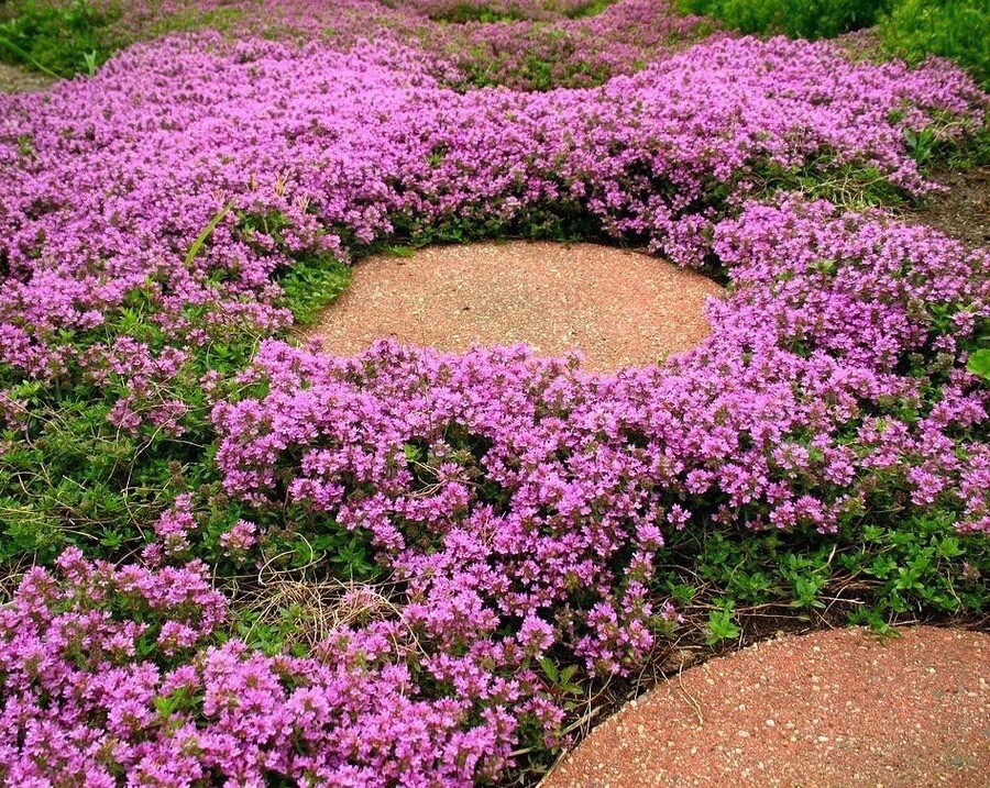 1000+ Creeping Thyme Seeds, (Thymus Serpyllum) Perennial & Purple Groundcover