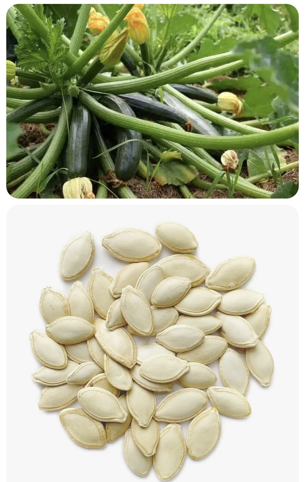 Hạt Giống Bí Ngòi Bi Ngoi Summer Squash Zucchini Black Beauty Seeds 100 Seeds