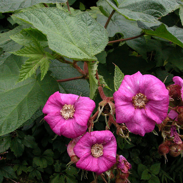 Purple-Flowering Raspberry, Rubus odoratus, Shrub Seeds