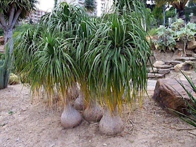 Ponytail Palm Tree Seeds Beaucarnea recurvata Elephant Foot Indoor House Plant