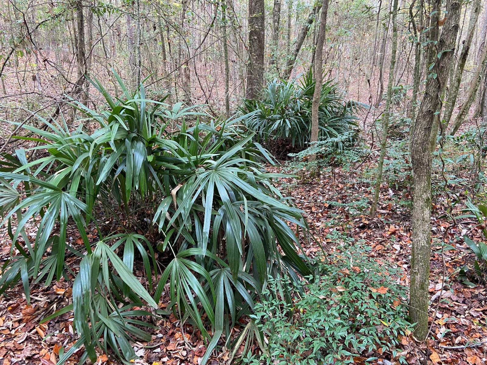 Rhapidophyllum hystrix Seeds – Needle Palm Seeds!