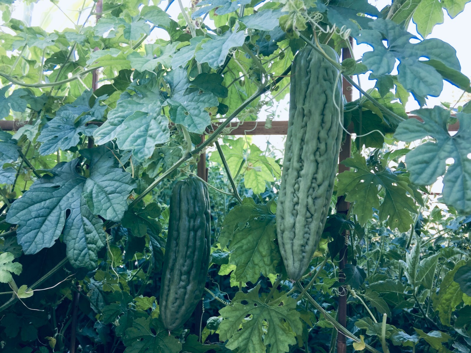 Bitter Gourd Melon (Karela, Ampalaya) 80 pcs mixed seeds