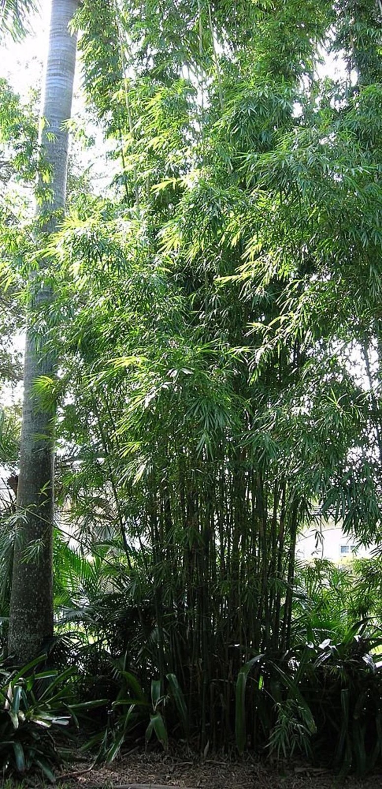 100 Gracilis Bamboo Seeds Perennial Ornamental Seed Privacy Shots US SELLER