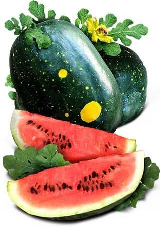 Moon & Stars Watermelon Seeds For Planting “Van Doren” (Citrullus lanatus)