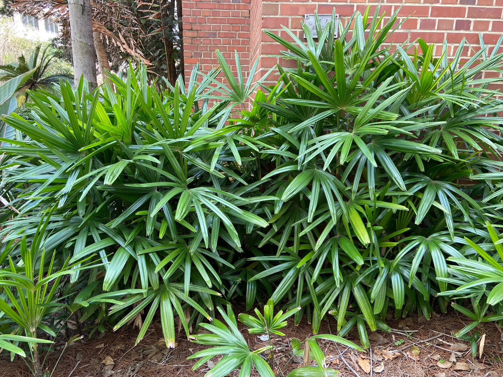 Rhapis excelsa Seeds. Lady Palm. Cold-Hardy!