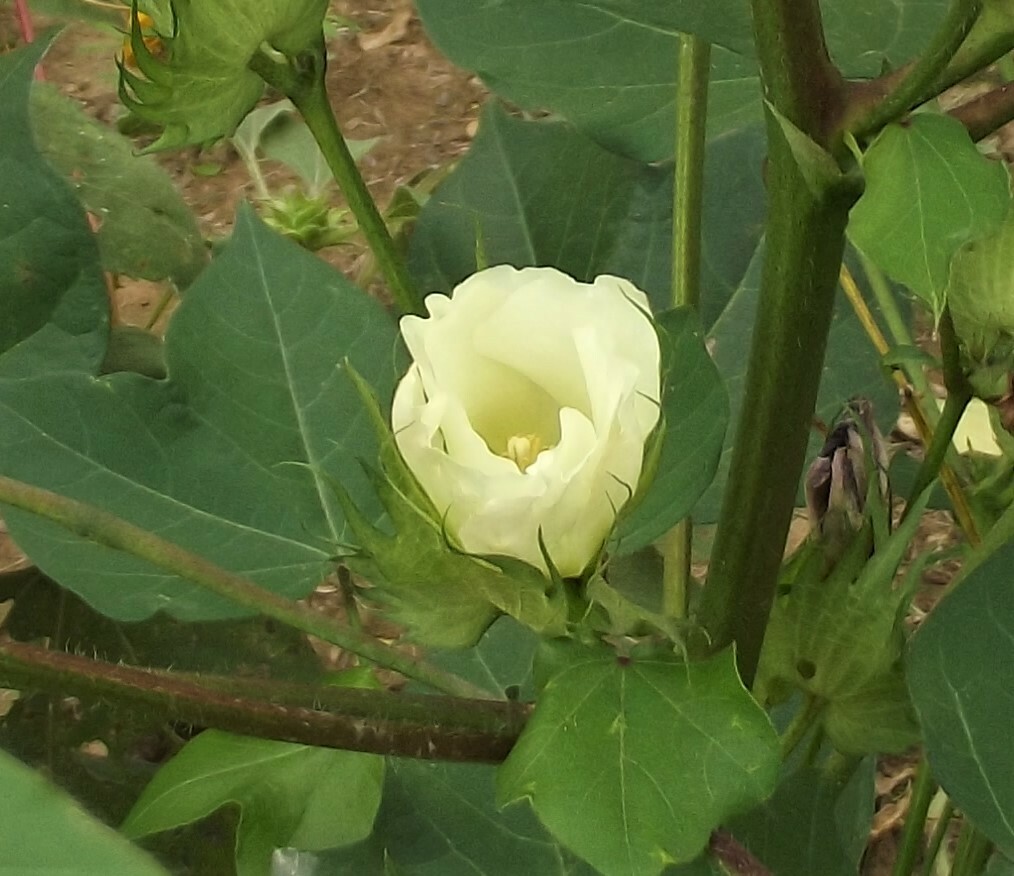 30 White Cotton Seed Pink Blooms Heirloom Ornamental Benefits St. Jude