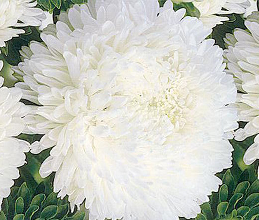 ASTER PAEONY DUCHESS WHITE Callistephus Chinensis – 200 Bulk Seeds
