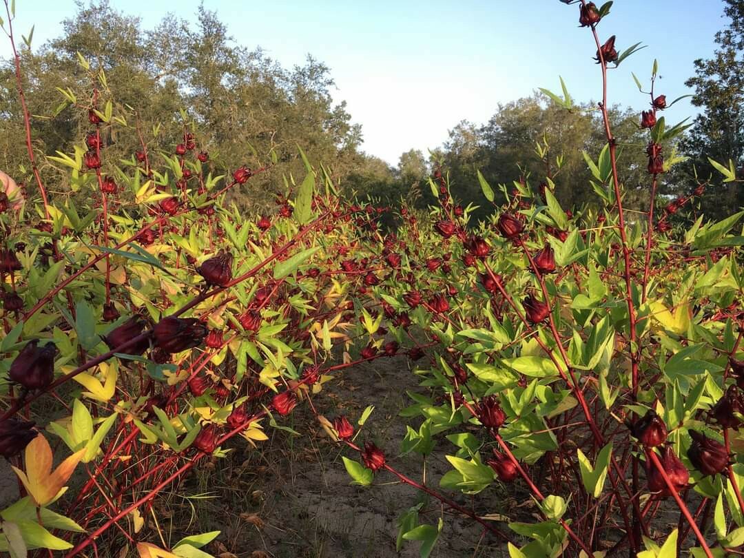 **RARE** FLORIDA CRANBERRY, Roselle, Hibiscus sabdariffa, Sorrel 25+ seeds