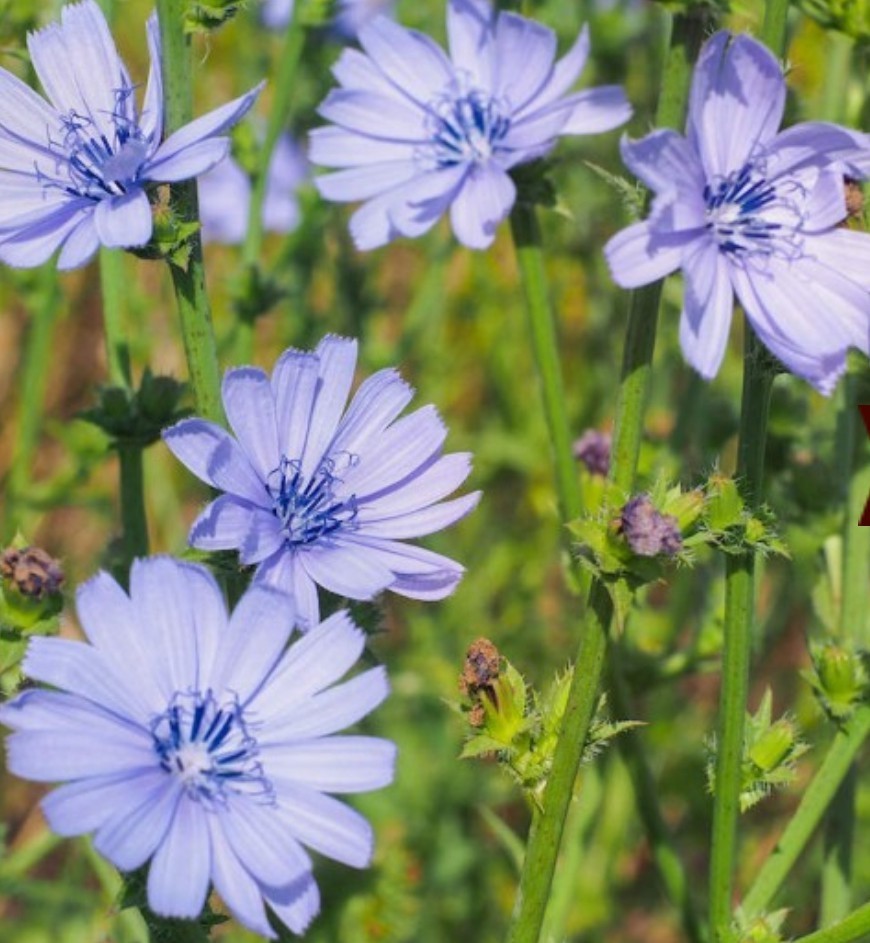 500+ Chicory Seeds ** Fresh Seeds** ~~Free Shipping~~
