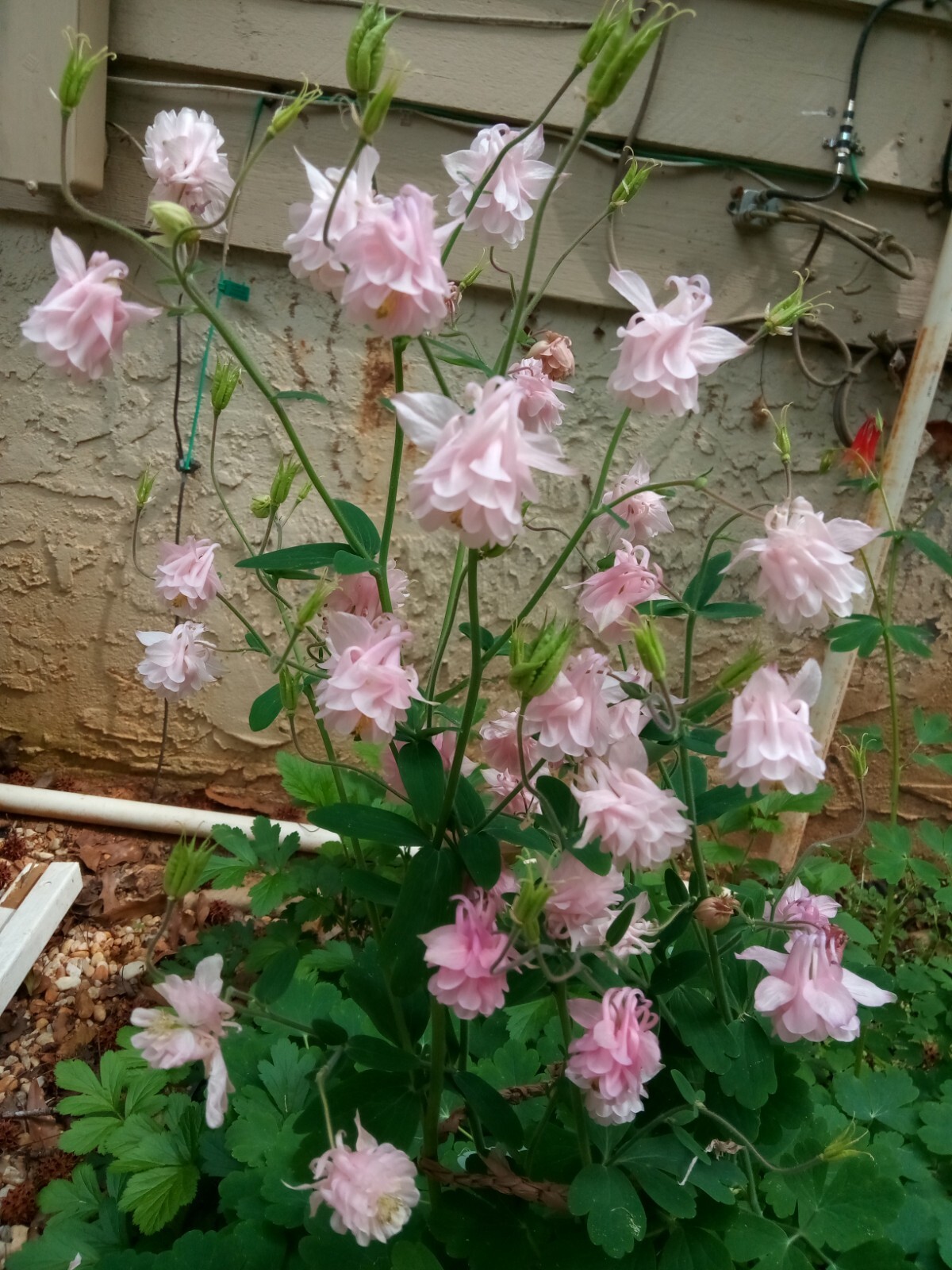100+ Rare Light Pink Multi Layer Columbine Perennial Flower Seeds.