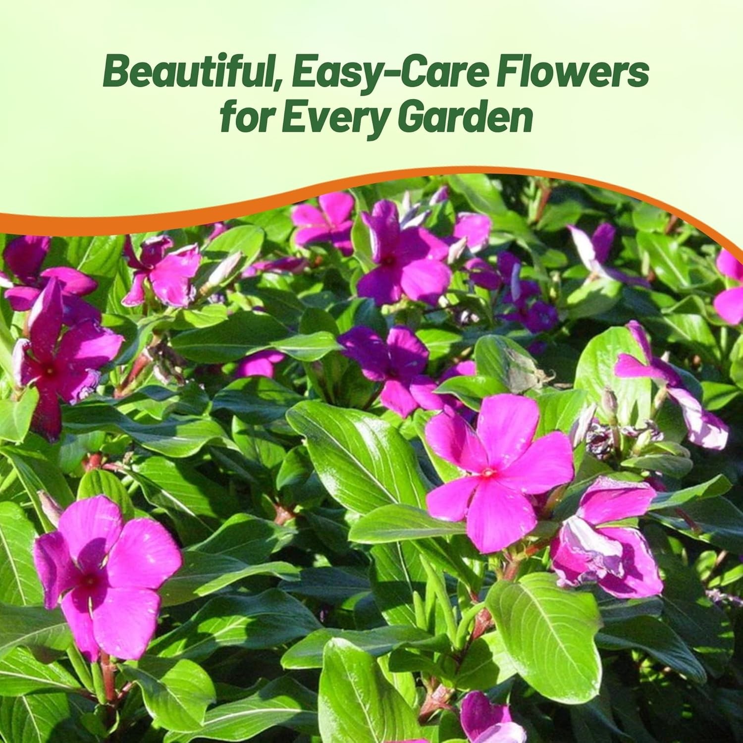 50 Seeds Drought Tolerant Blueberry Violet Purple Periwinkle Vinca Flower Seeds