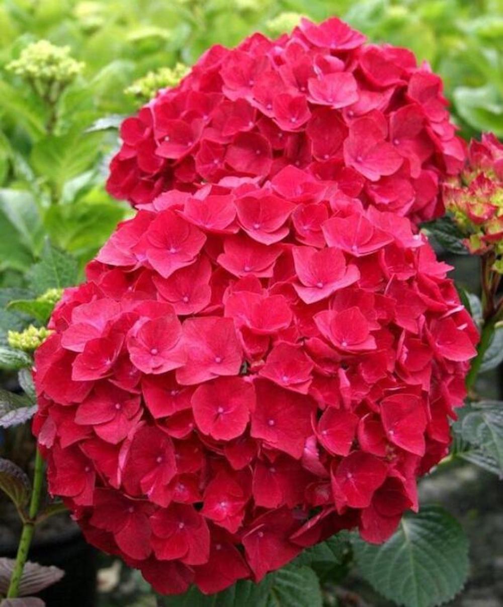 20 EXOTIC RARE HYDRANGEA SEEDS for garden bloom flower bed plant bush USA SELLER