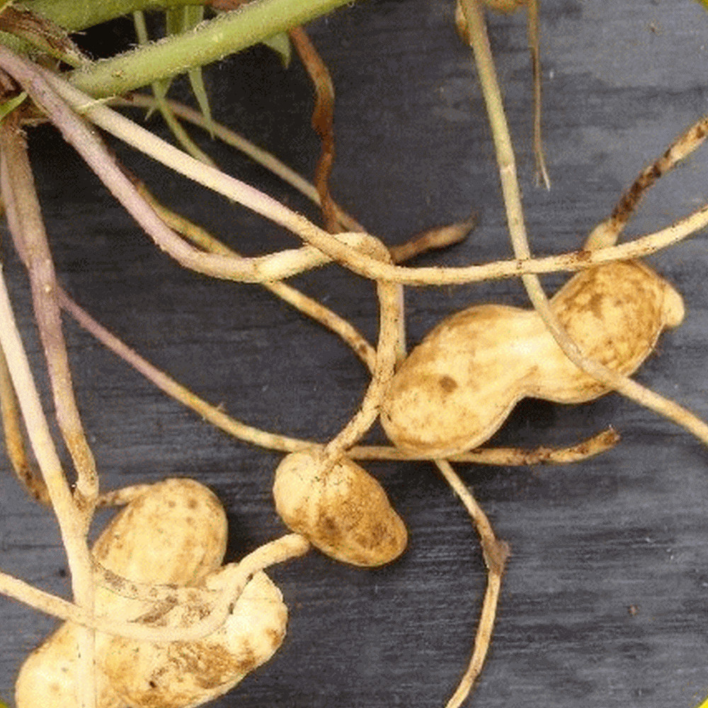Peanut Seed: Virginia Jumbo Peanut Seeds 15+ Seeds Fresh Seed FREE Shipping