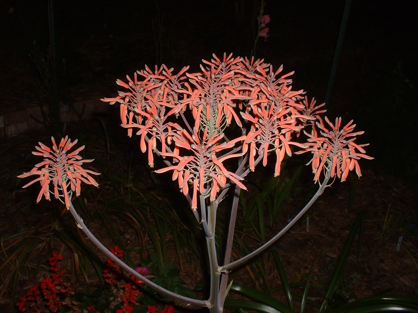 Aloe Saponaria, repeat bloomer, small size,hardy 7B-10