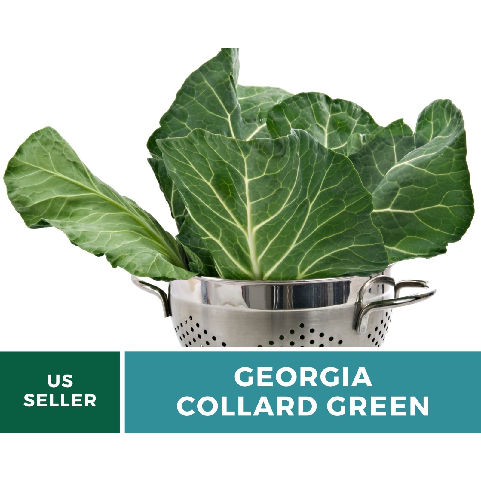 Collard Greens, Georgia – 100 Seeds – Heirloom Vegetable – Open Pollinated – Non