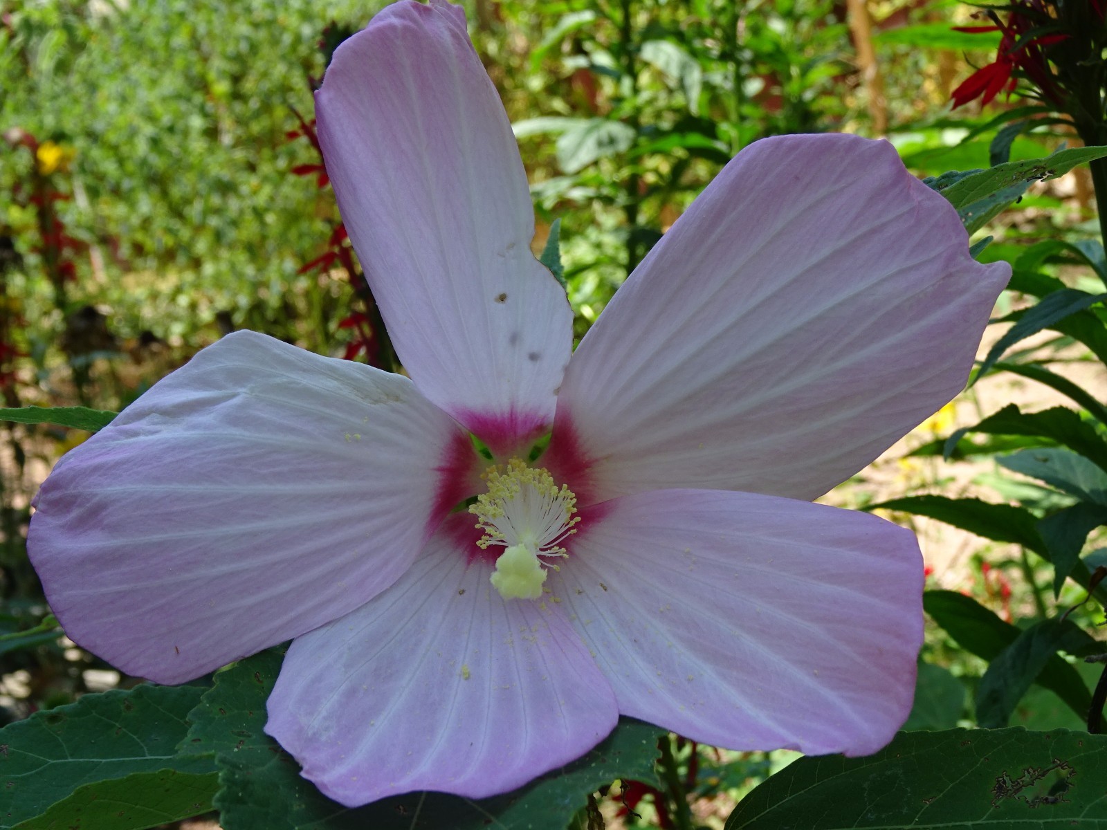 Hibiscus moscheutos Swamp Rose Mallow Hibiscus Native Perennial 25 seeds