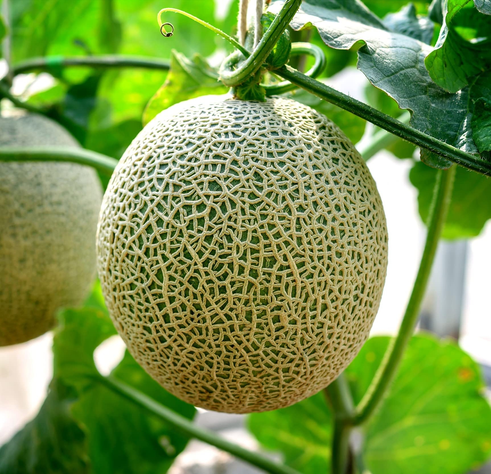 Best Cantaloupe Seeds to Grow (100+ Seeds) – Made in USA, Ships from Iowa – Hale